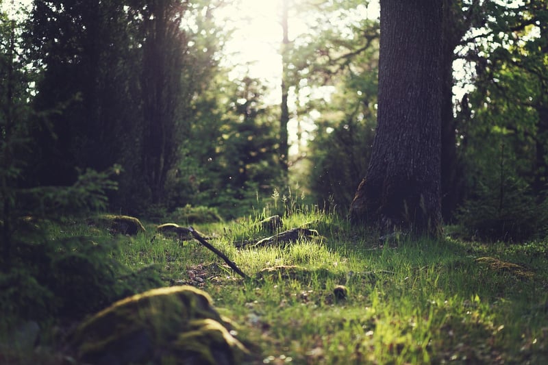 Scenic Clearings