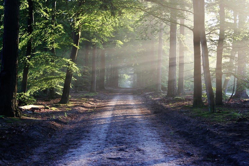 Mystical Forest