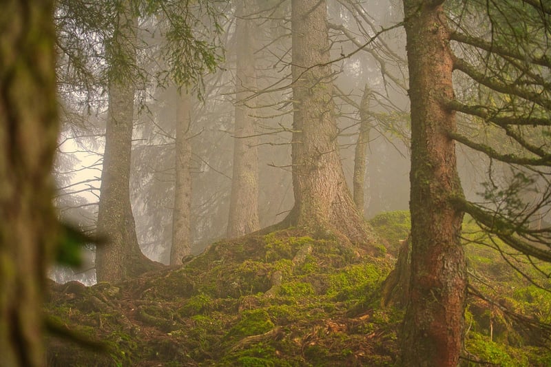 Greenery Forest