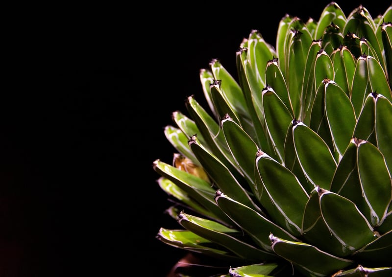 Succulent Wedding Favor